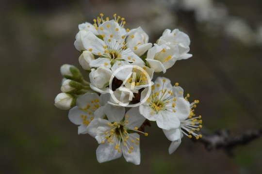 Tree blossom