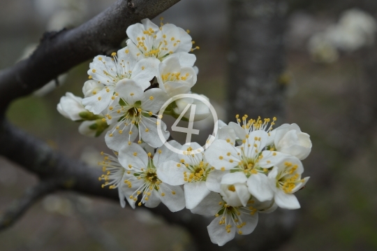 Tree blossom