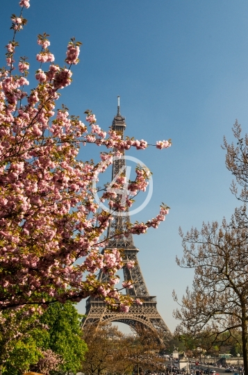 Tree blossom 2