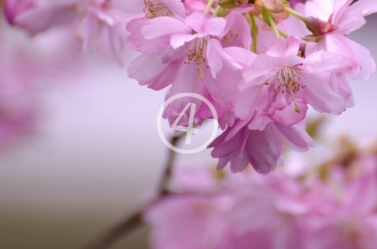 Tree blossom