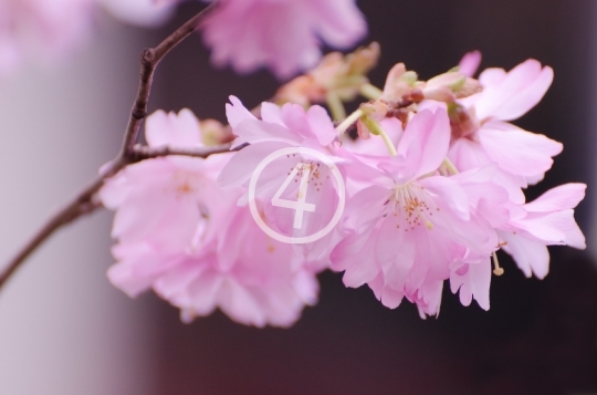 Tree blossom