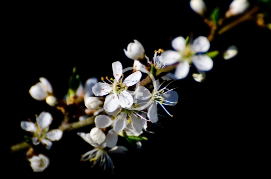 Tree blossom