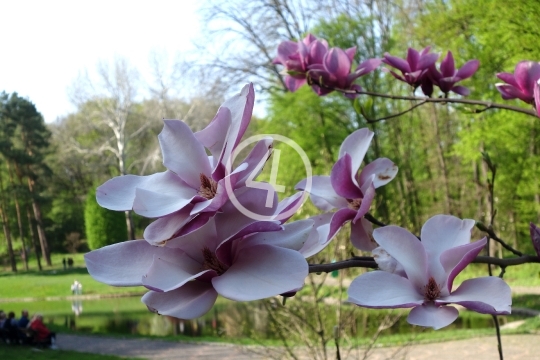 Tree blossoms