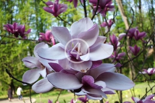 Tree blossoms