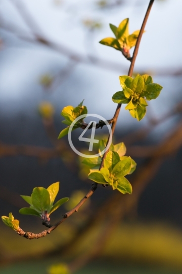 Tree buds