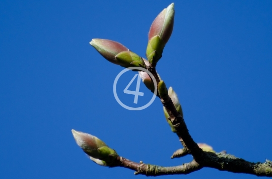 Tree buds