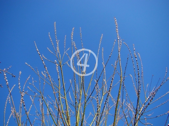 Tree buds