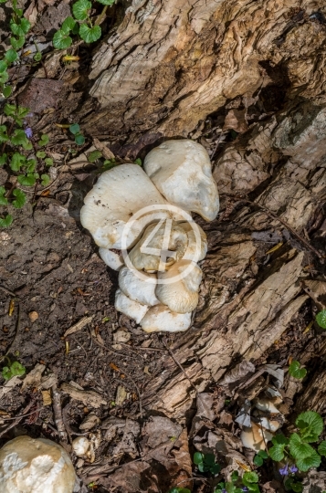 Tree fungi