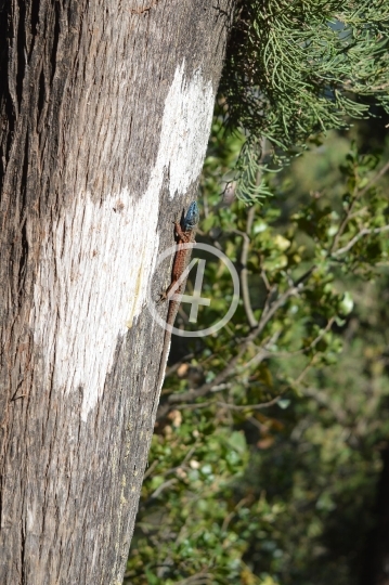 Tree lizard 