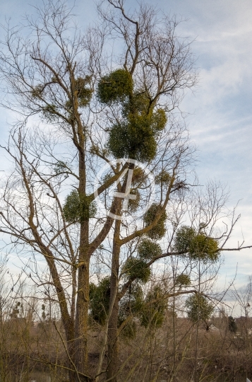 Tree nest 2