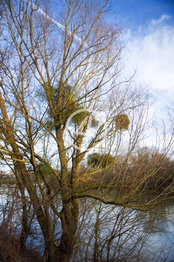 Tree nests