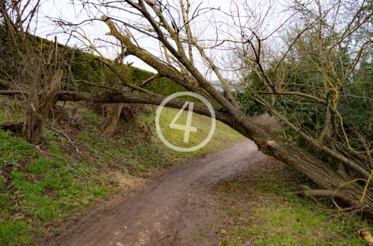 Tree over hang