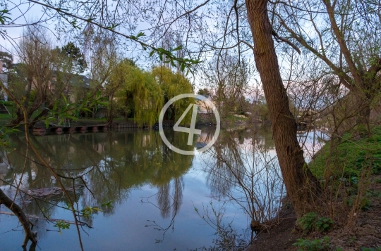 Tree river reflection