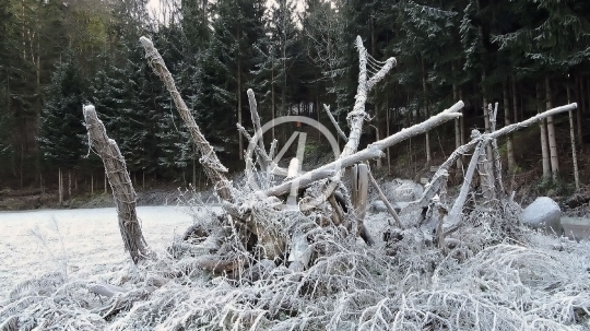 Tree snow