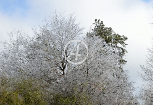 Tree snow