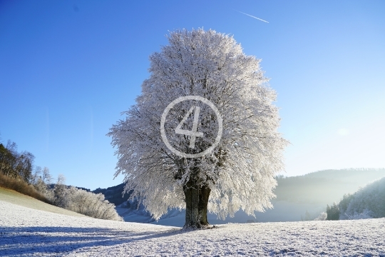 Tree snow