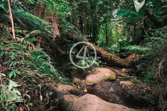 Tropical Forest in Mount Tambora