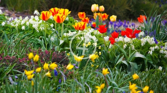 Tulip garden