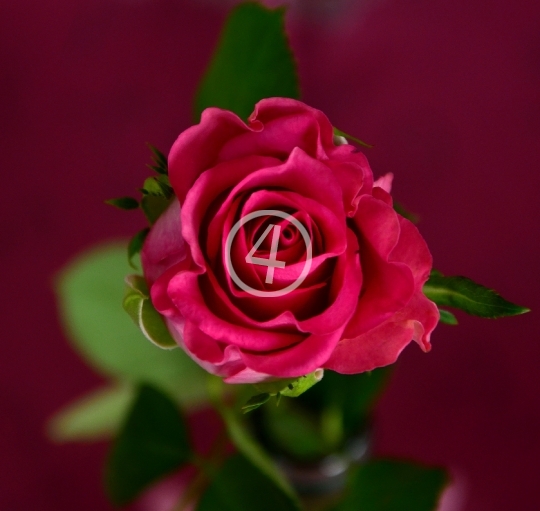 Valentine flower roses