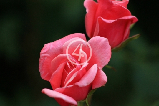 Valentine flower roses