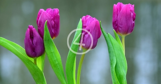 Valentine flowers