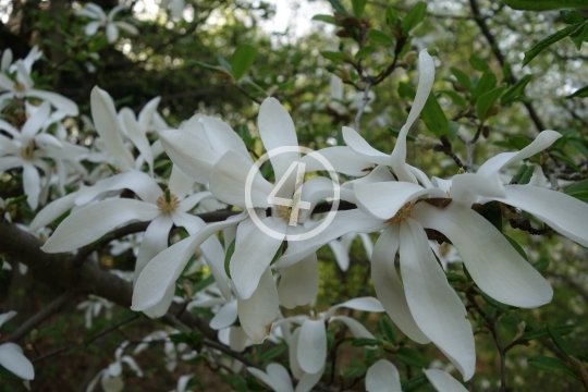 White blossom