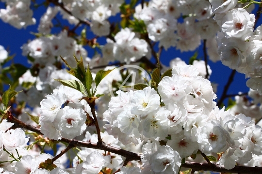 White blossom