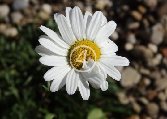 White daisy