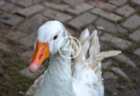 White duck 1