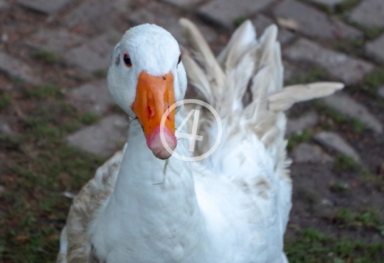 White duck 2