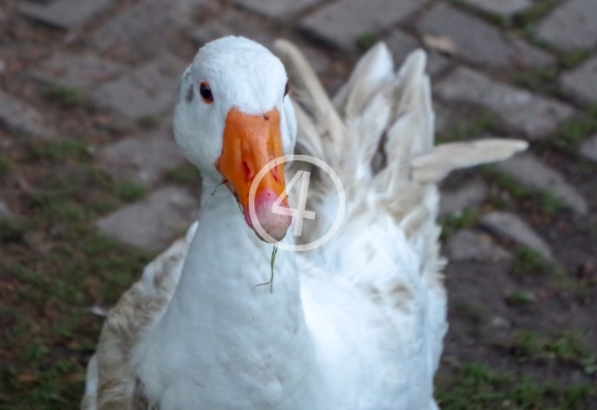 White duck 3