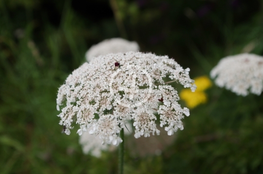 White flower