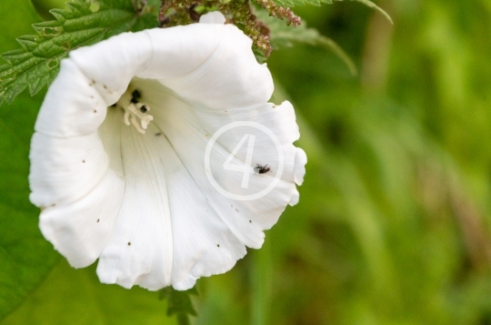 White flower 2