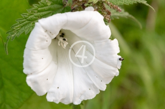 White flower 3