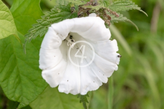 White flower 4