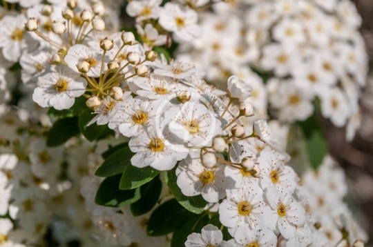 White flowers 1