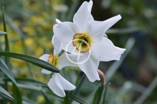 White flowers