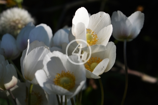 White flowers