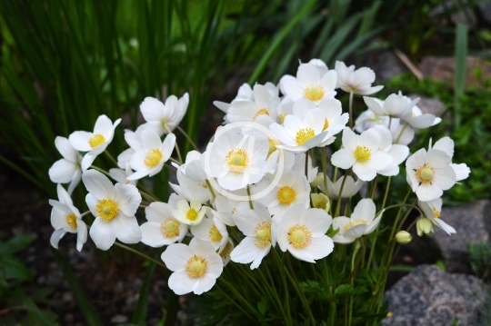 White flowers