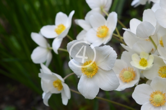 White flowers