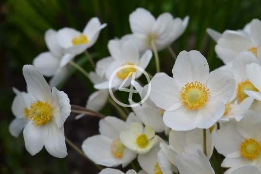 White flowers