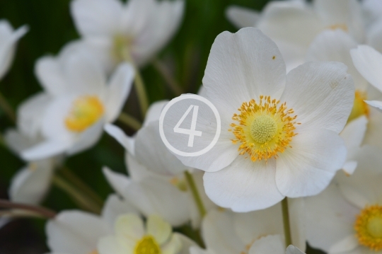 White flowers