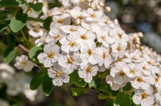 White flowers 2