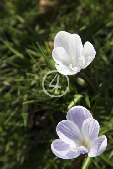 White flowers