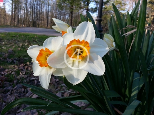 White flowers