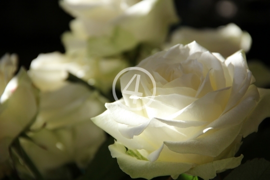 White rose