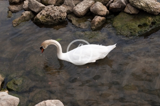 White swan 1