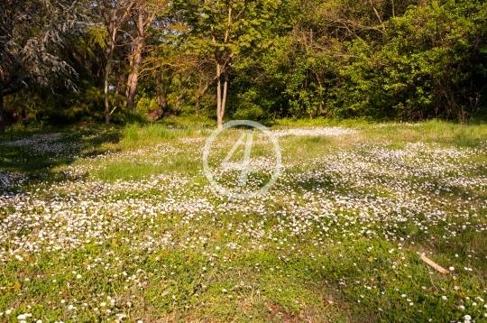 Wild flowers