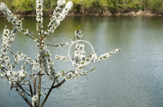 Willow buds 2