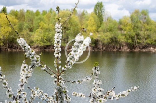 Willow buds 3